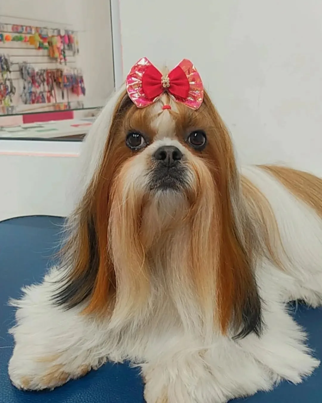 Shih tzu de pelo longo com laço vermelho
