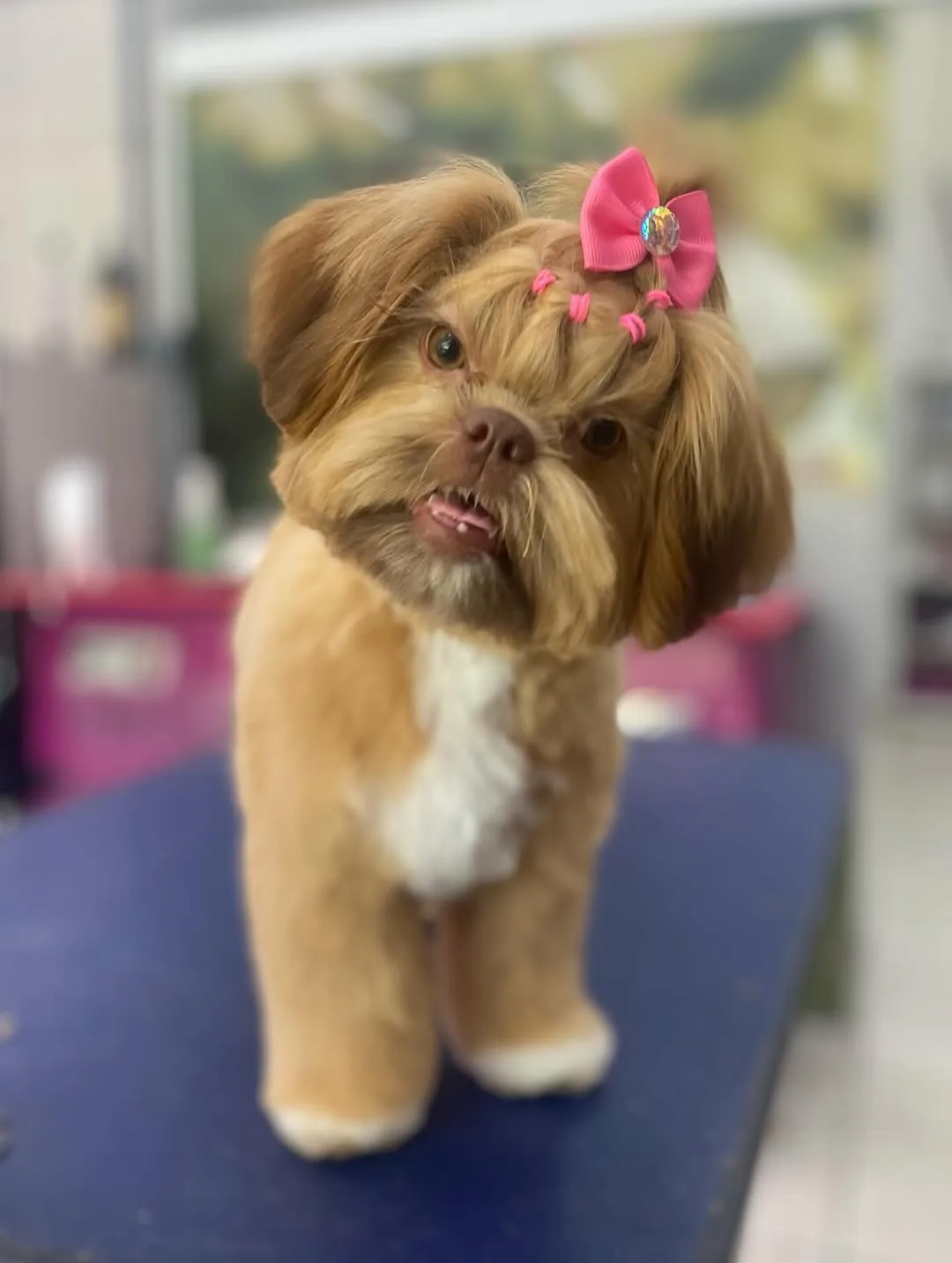 Cãozinho tosado com laço rosa, inclinando a cabeça