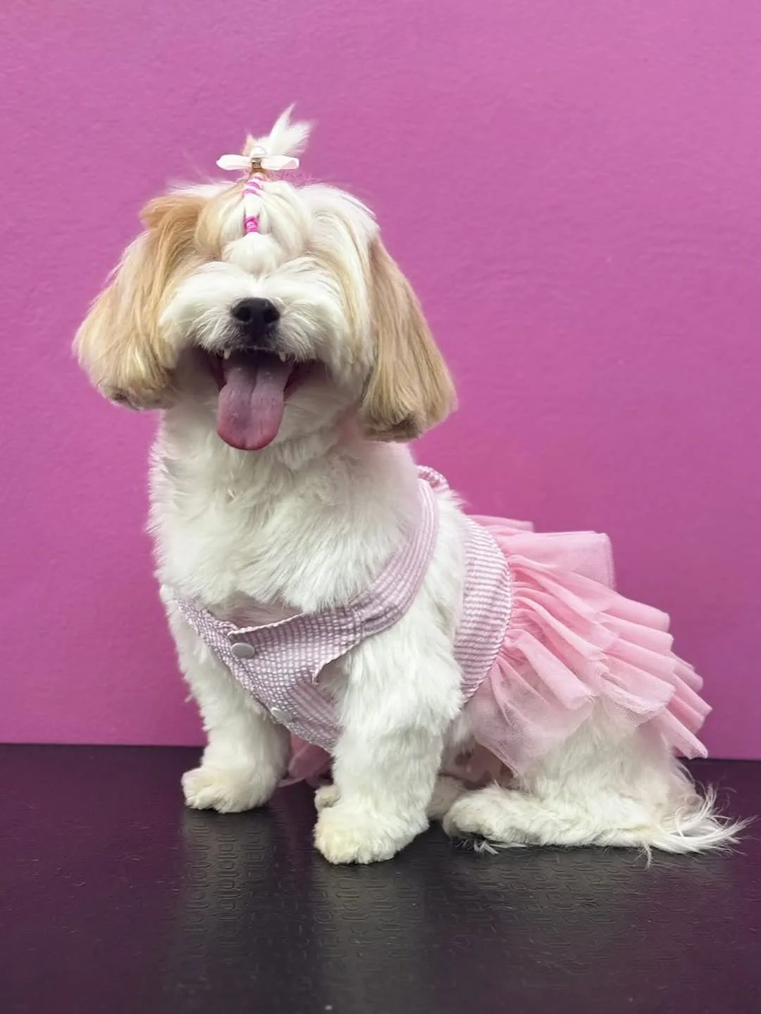 Cadelinha tosada com vestido de saia rosa, em fundo pink