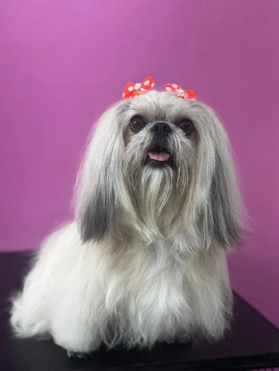 Shih tzu de pelo longo penteado, com laços vermelhos, em fundo roxo
