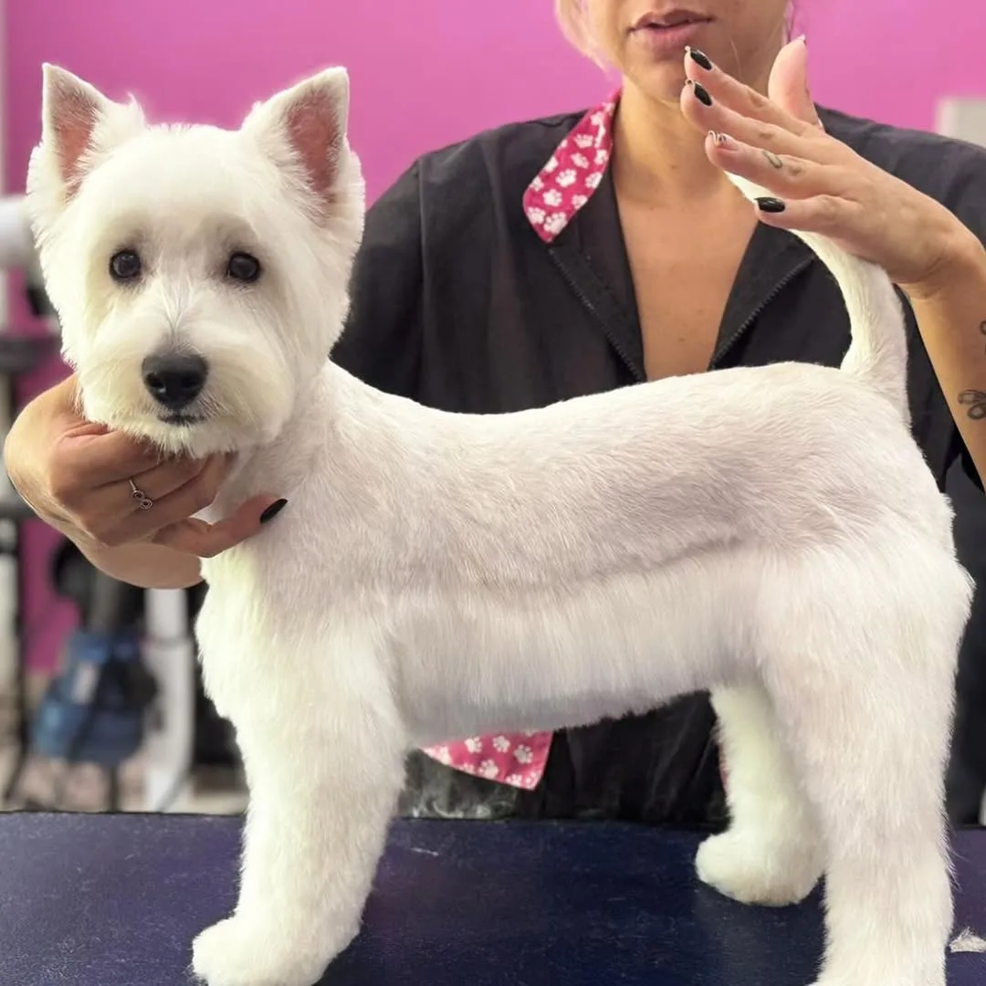 Westie com tosa personalizada sendo apresentado pela tosadora