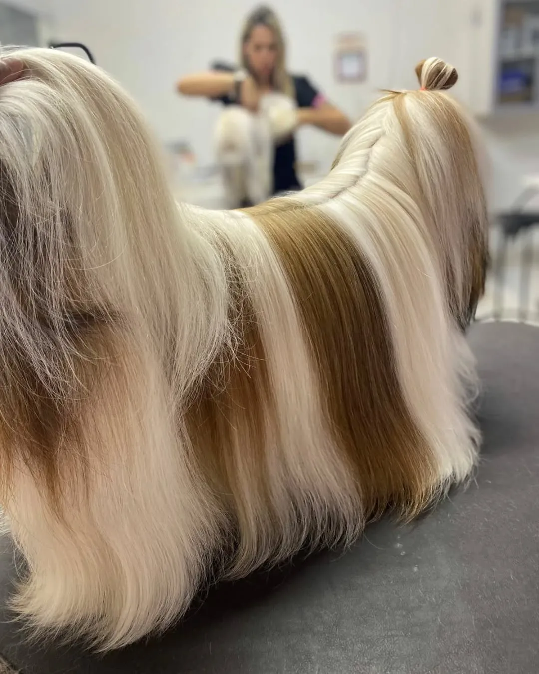 Shih tzu de pelo longo escovado, de perfil sobre a mesa de tosa