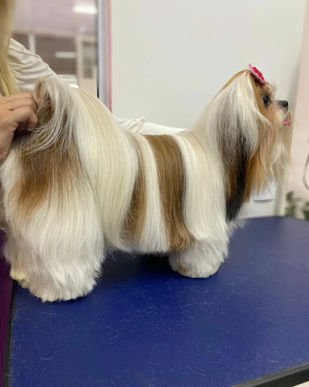 Pelagem longa escovada de shih tzu, com a tosadora ao fundo