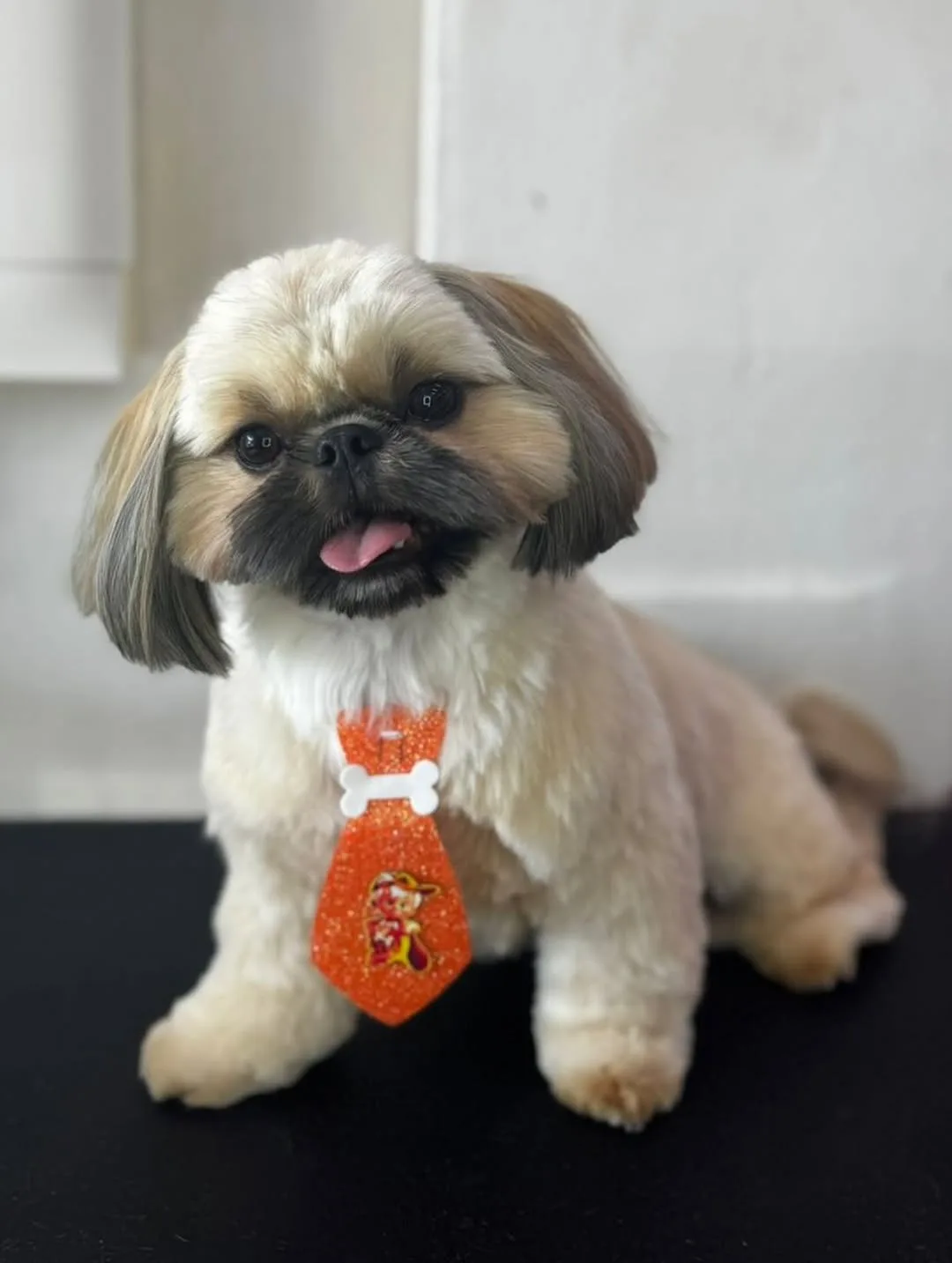 Shih tzu tosado com gravatinha laranja